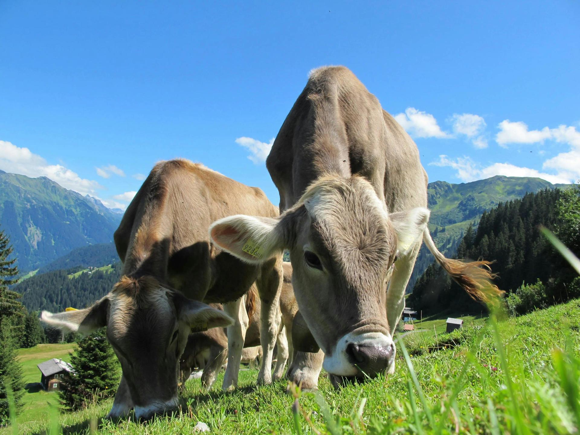 Holstein Boğaları: Üstünlükleri ve Üretim Süreçleri