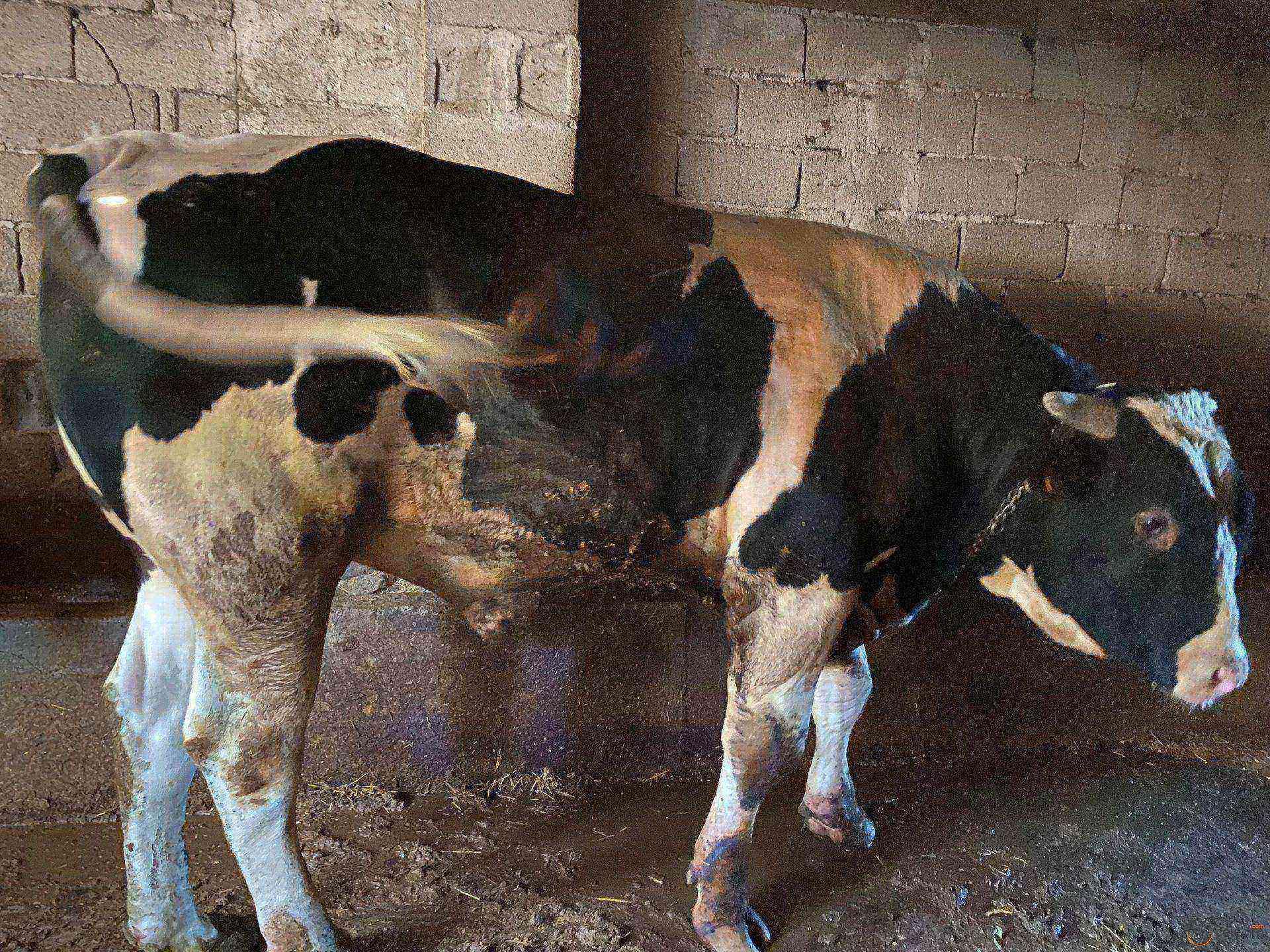 2 yaşında holstein danamız satılıktır