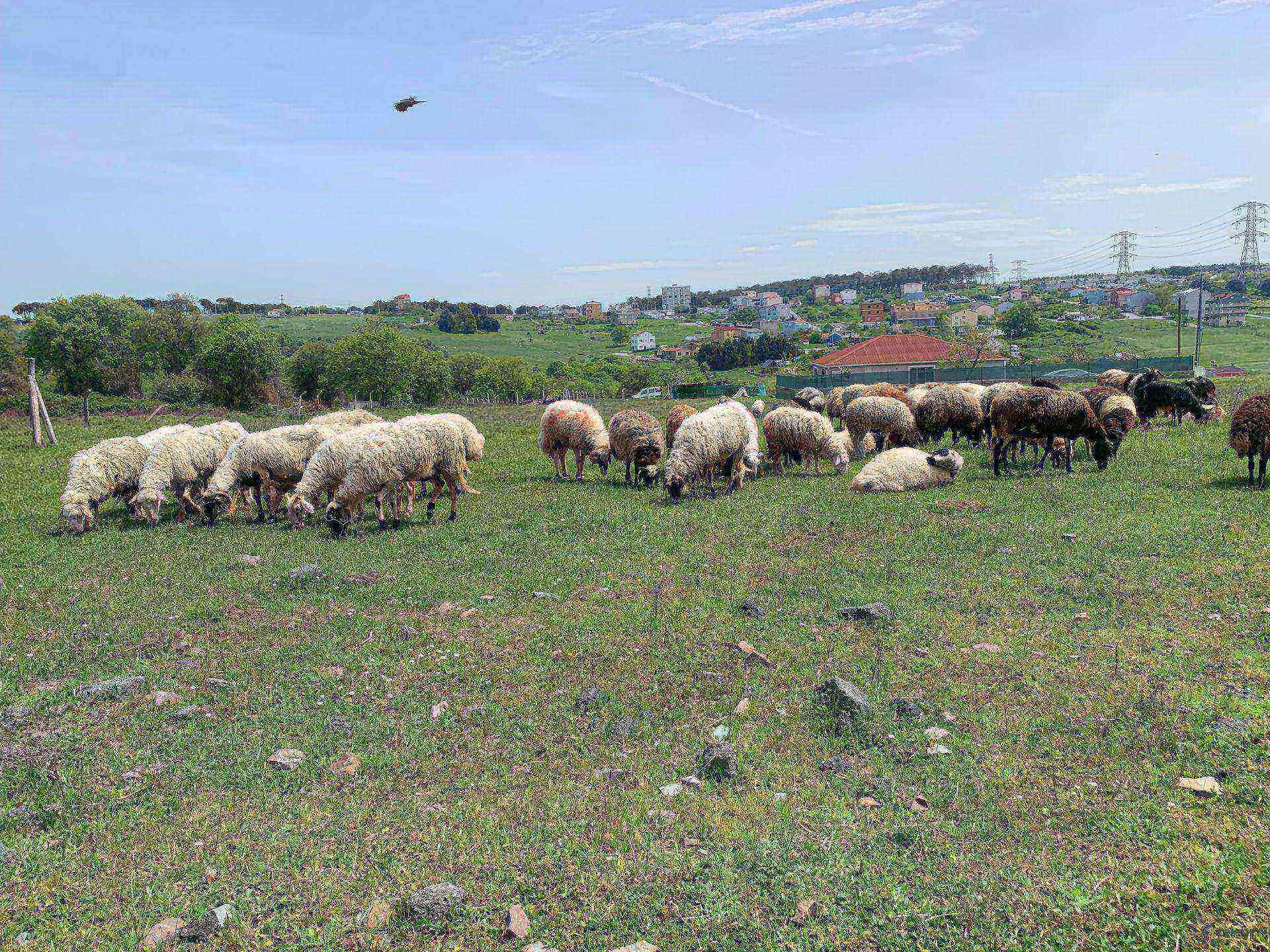 Adaklık kurbanlık keçi koyun koç tek