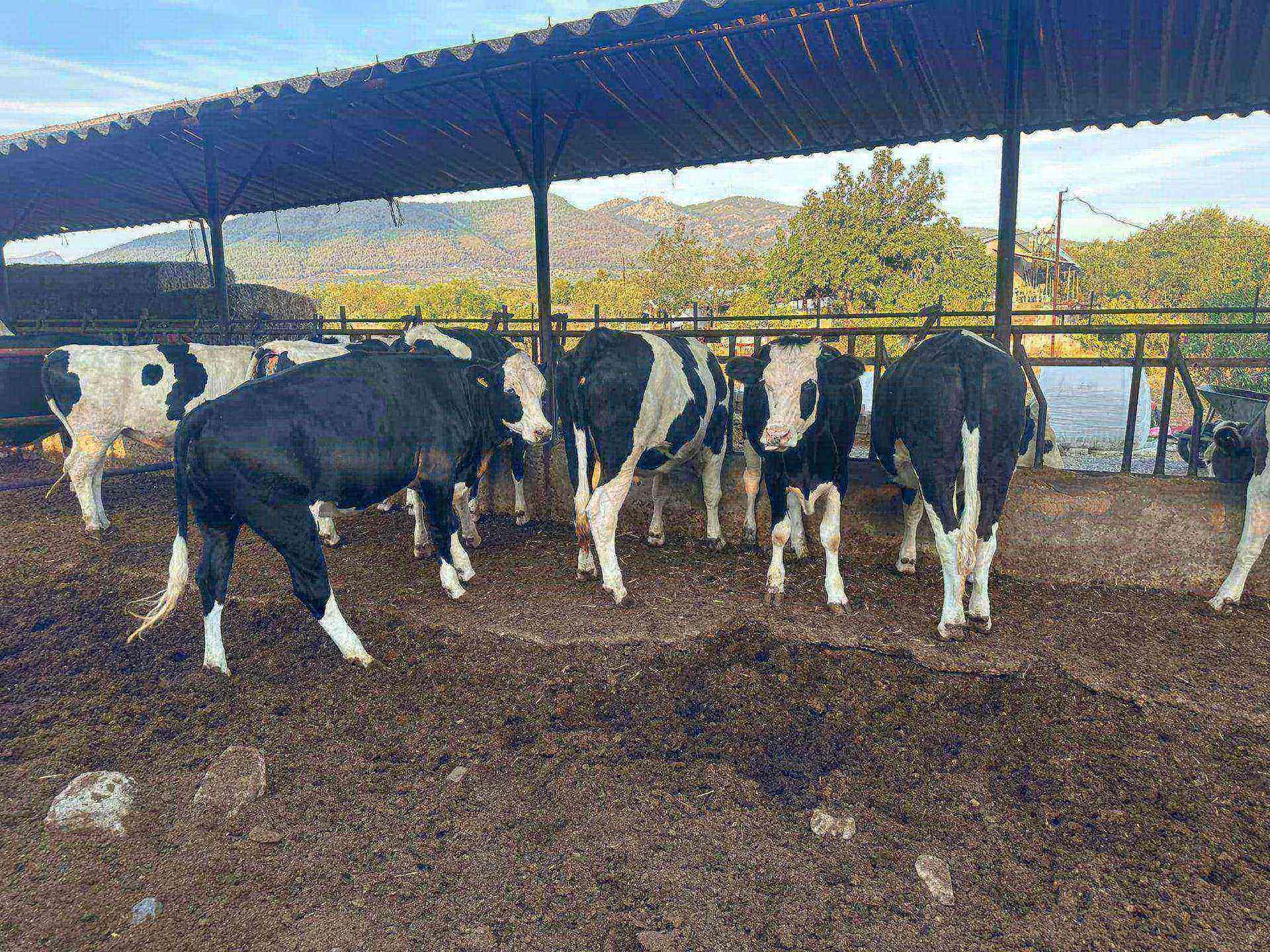 9 adet içlerinde gebe olanda var boğa altı prensesler