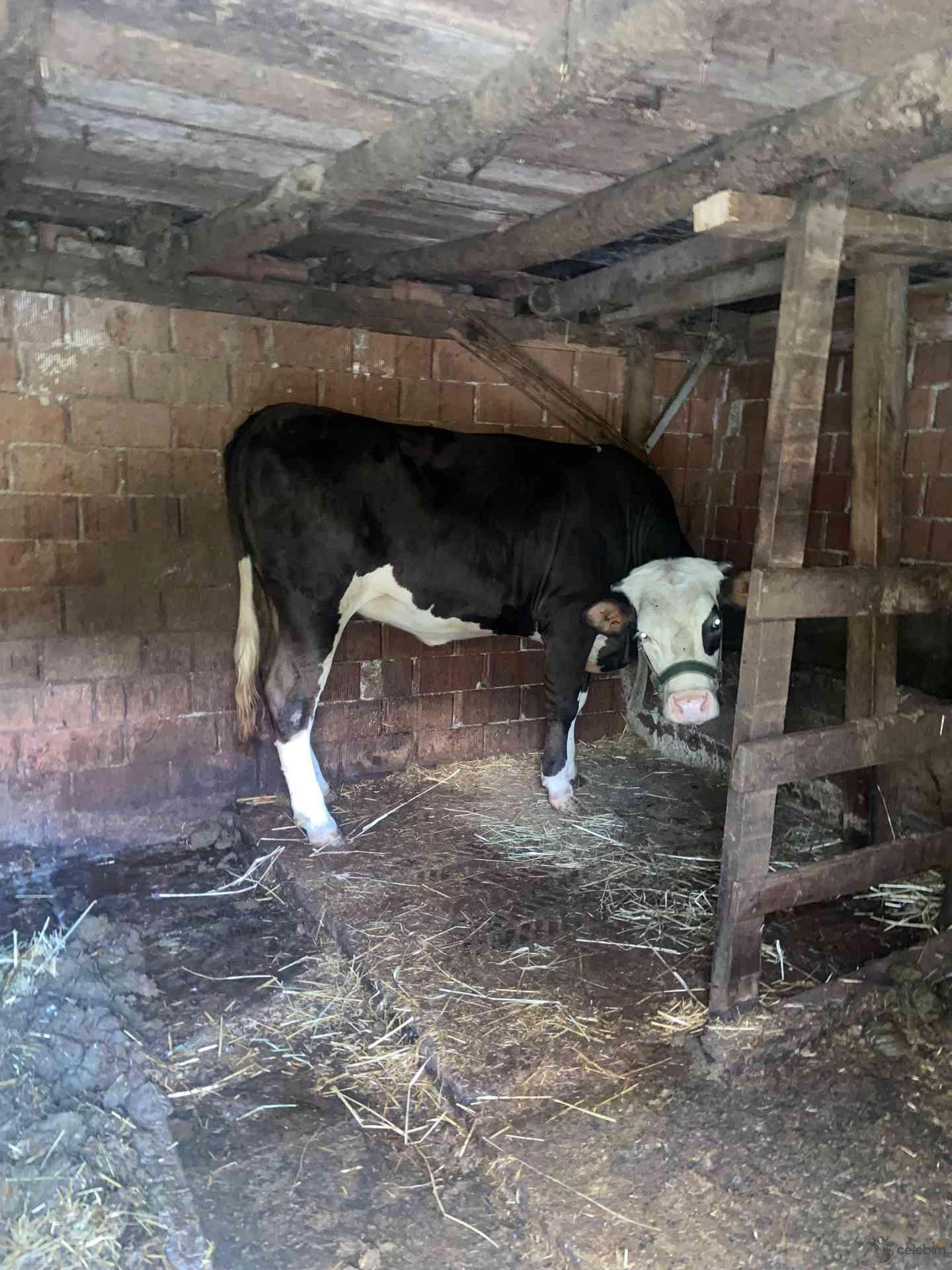 15 aylık simental düve -4 aylık jersey gebe