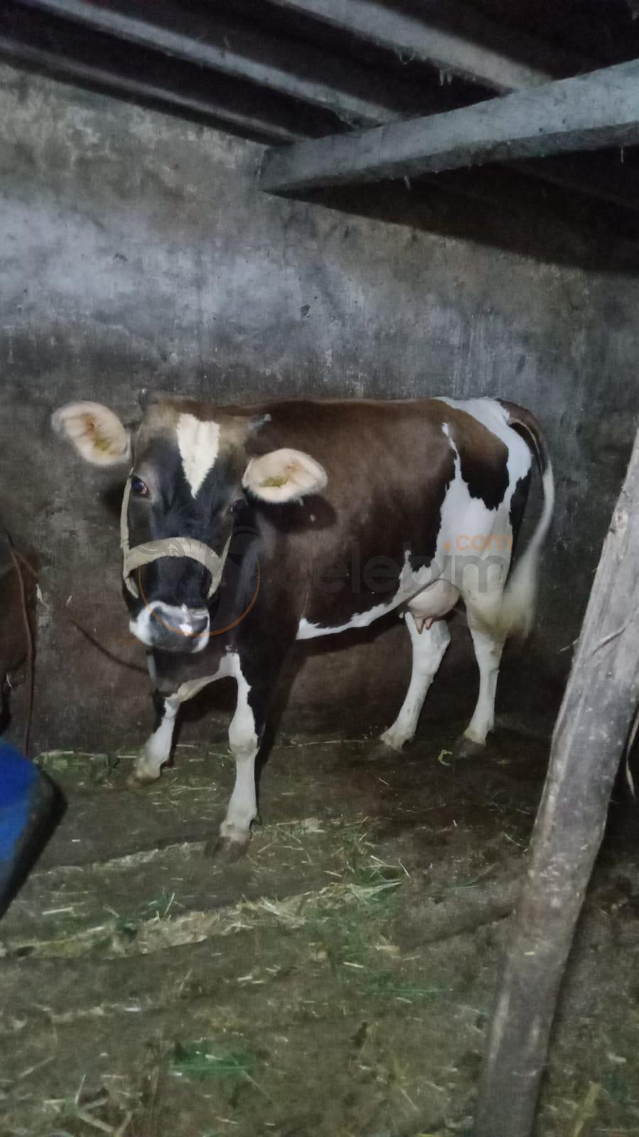 2 yaşında sümenter 2 buzağı doğurdu 1 aylık hamile