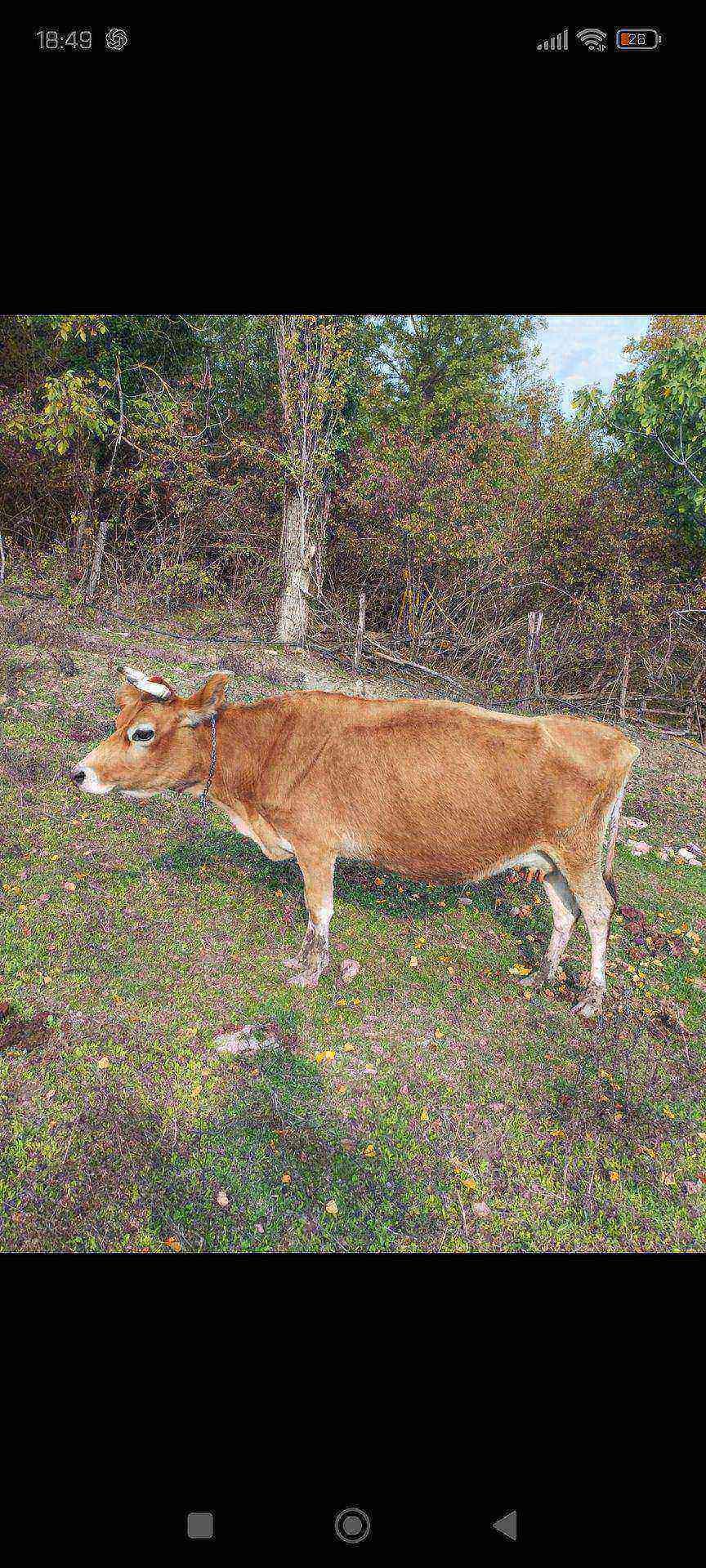Satılık JERSEY