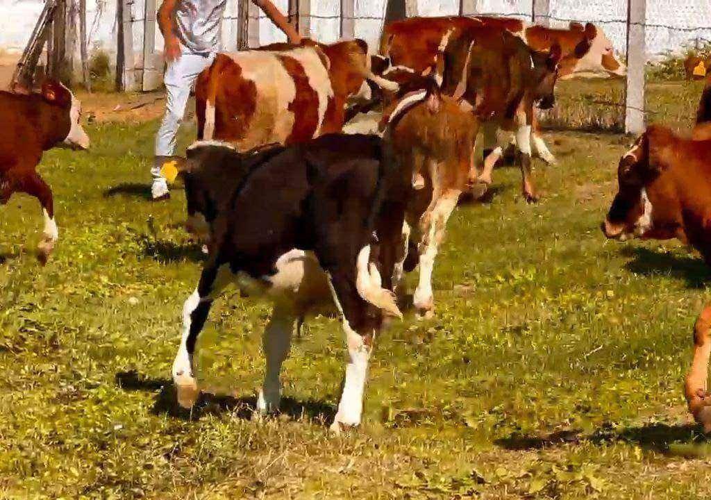 6.7 Aylık Simmental Moldofon Buzağ