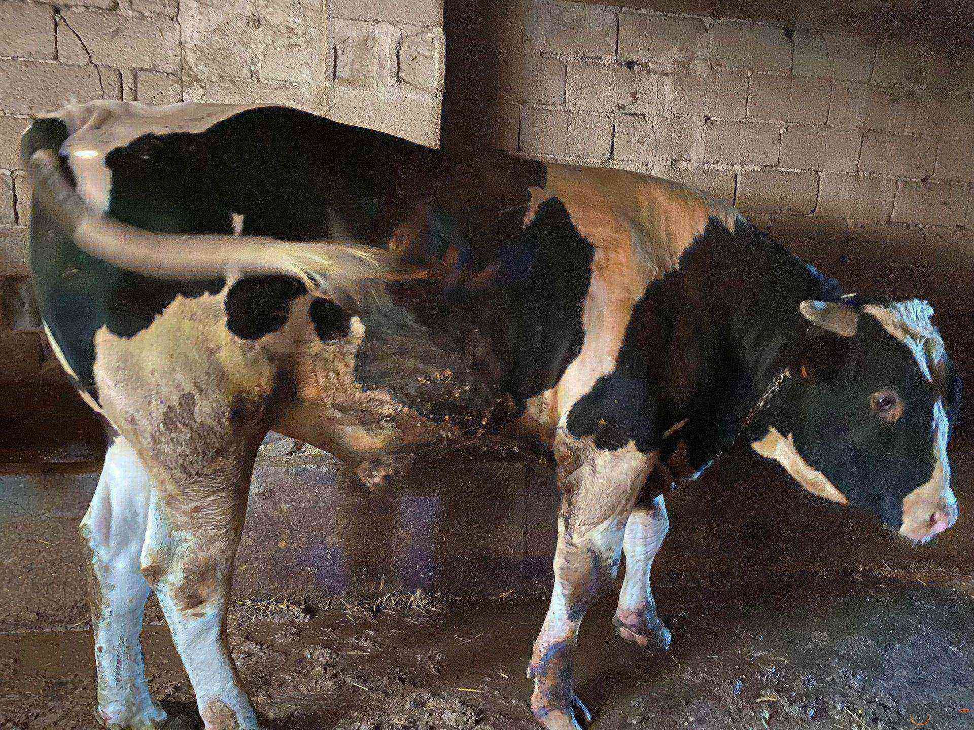 2 yaşında holstein danamız satılıktır - Görsel 1