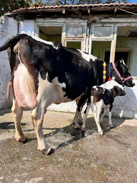 Holstein inekler, maşallah  - Görsel 1