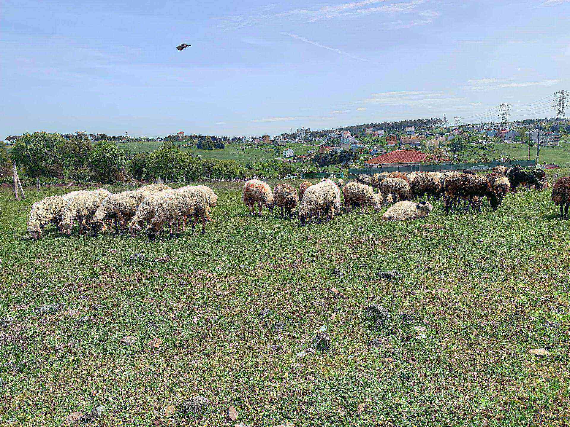 Adaklık kurbanlık keçi koyun koç tek - Görsel 1