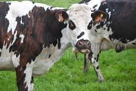 2yaşında Holstein ineği - Görsel 1