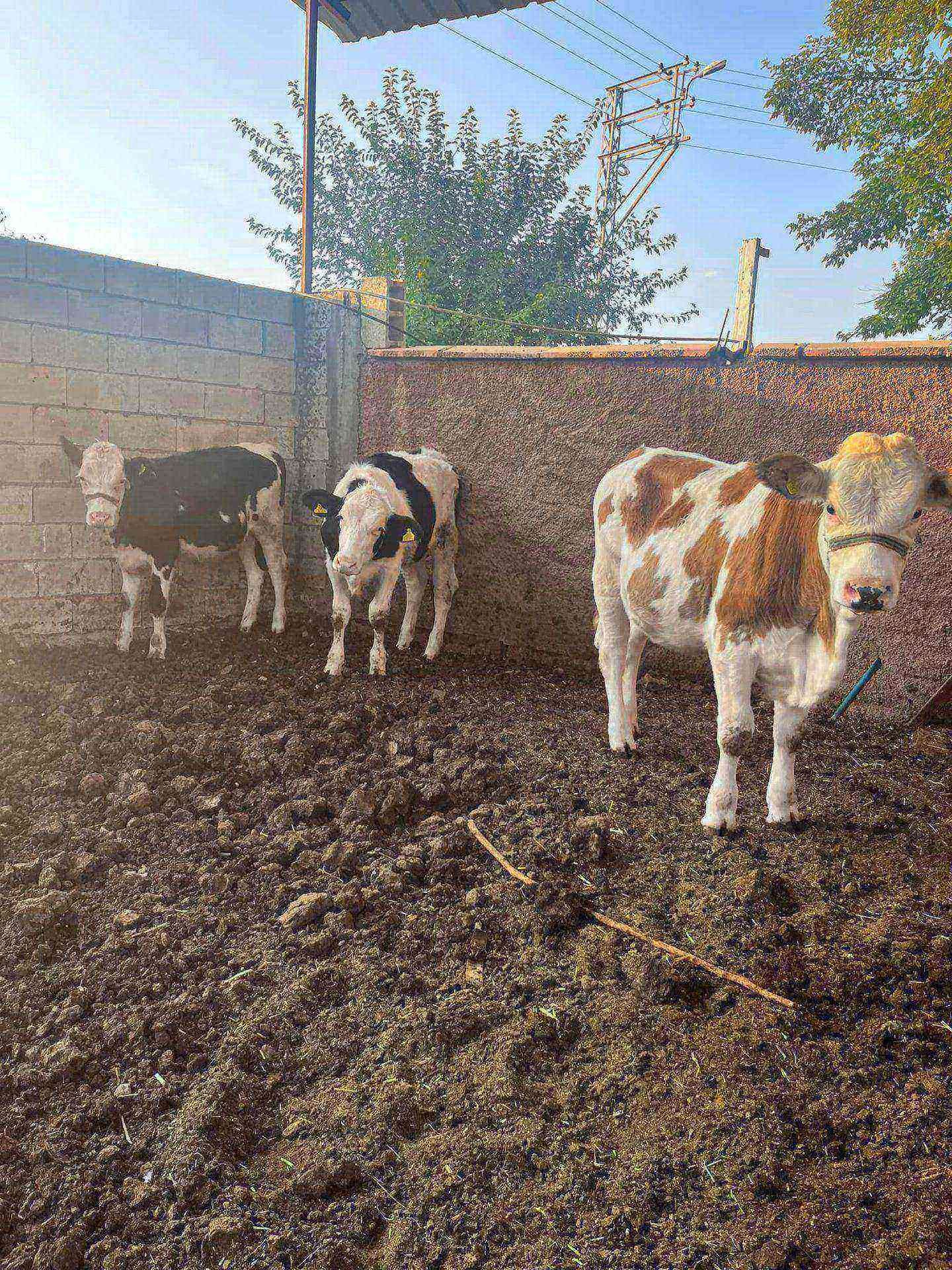 Satlık 3 adet düve 9 ve 10 aylık yeme içme patoz - Görsel 1