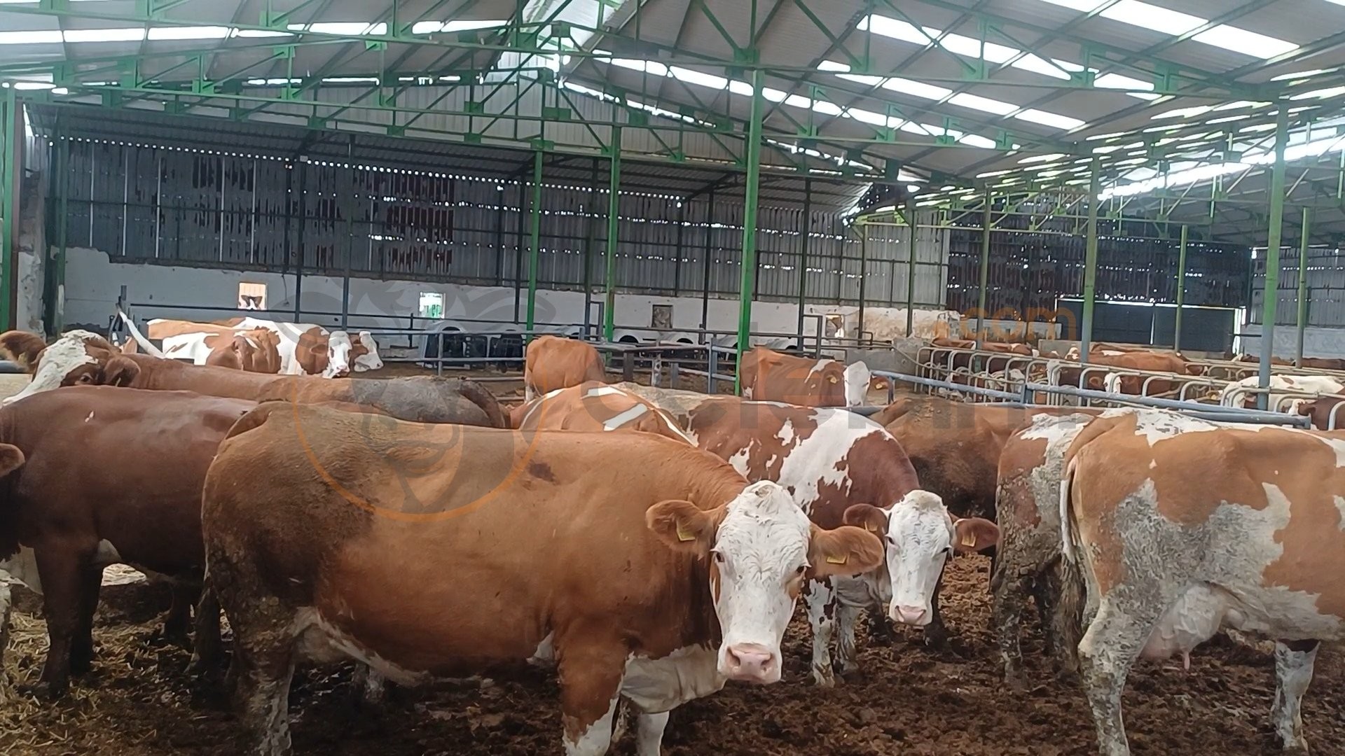 8 Adet 2022 Doğumlu Simmental İnek (0507 259 98 00 Sadece Whatsapp.) - Görsel 1