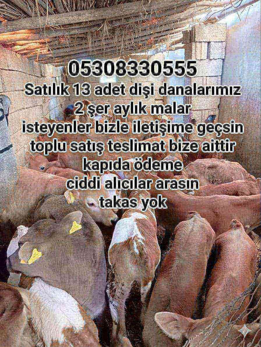 05308330555 2şer aylik  TOPLU SATIŞ  Toplamda 13  adet damızlık dişi  ihtiyacı olan arasın fiyat uygundur nakliye bize ait kapı teslim kapıda ödeme - Görsel 1