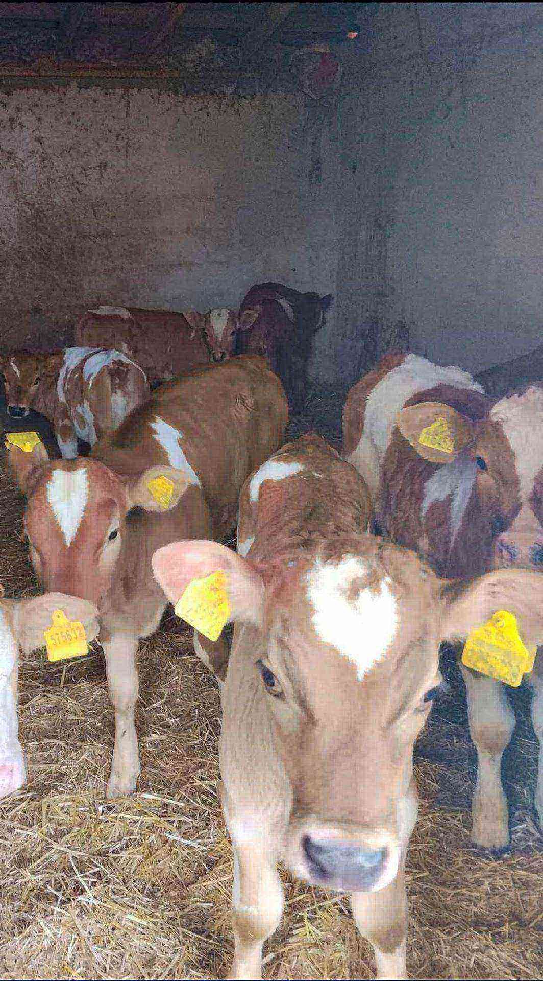 05308330555 2şer aylik  TOPLU SATIŞ  Toplamda 13  adet damızlık dişi  ihtiyacı olan arasın fiyat uygundur nakliye bize ait kapı teslim kapıda ödeme - Görsel 1