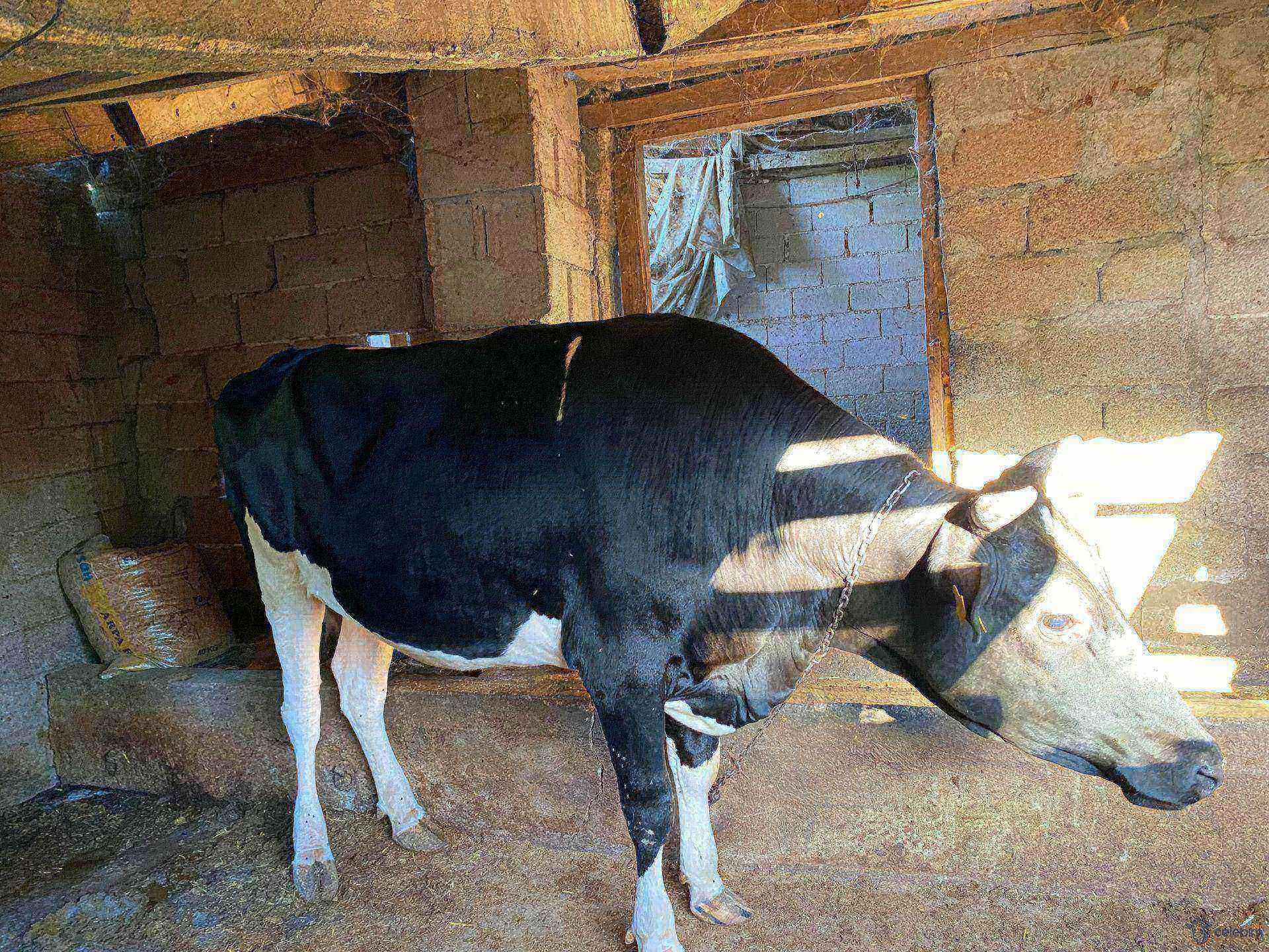 2 yaşında holstein düvemiz satılıktır - Görsel 1
