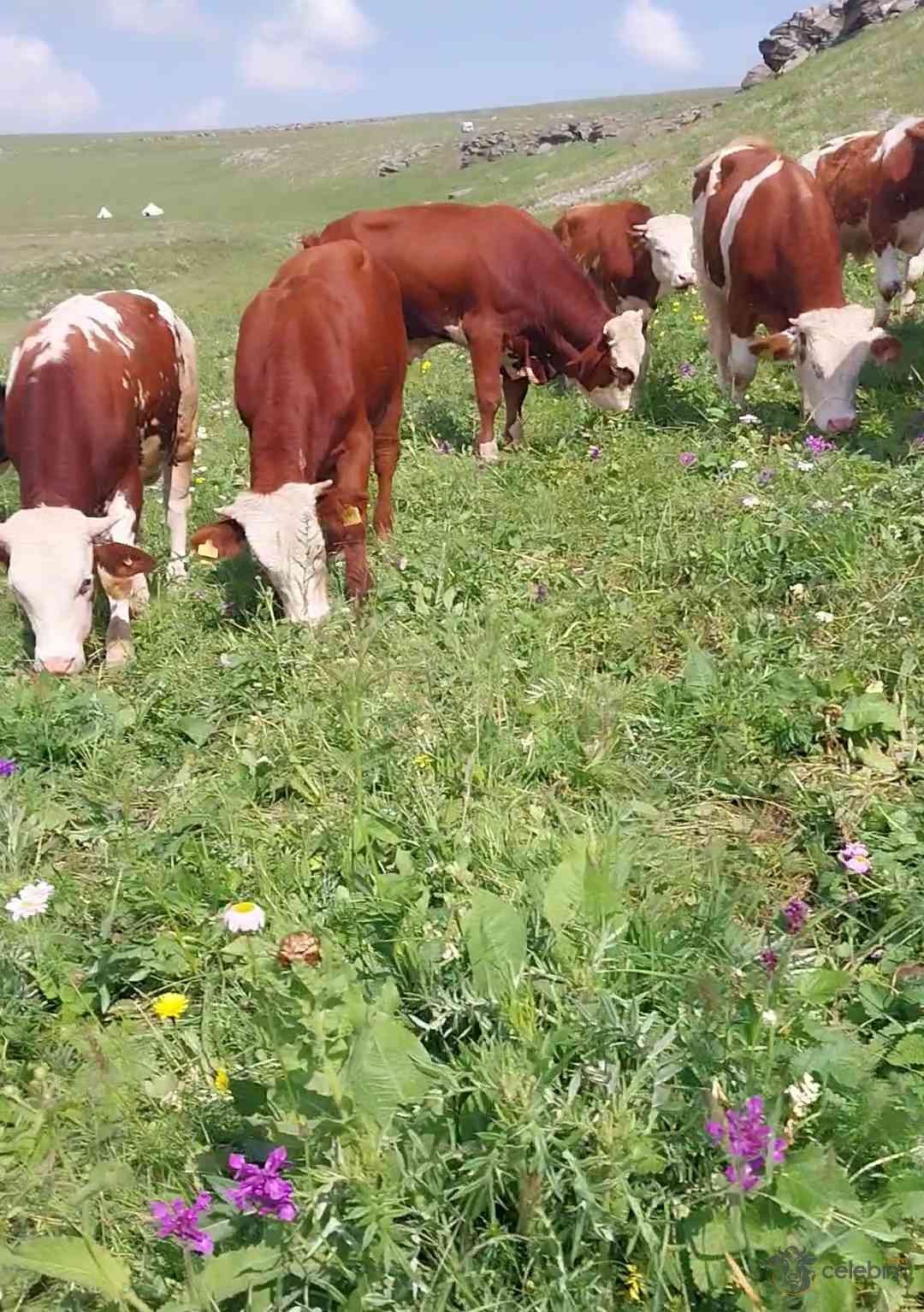 Kars büyükbaş simental tosun toplu - Görsel 1