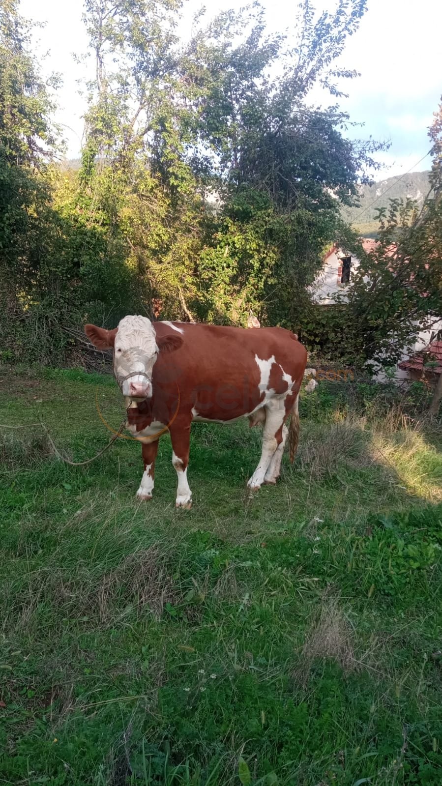 550 Kg Simmental Damızlık İnek - Görsel 1