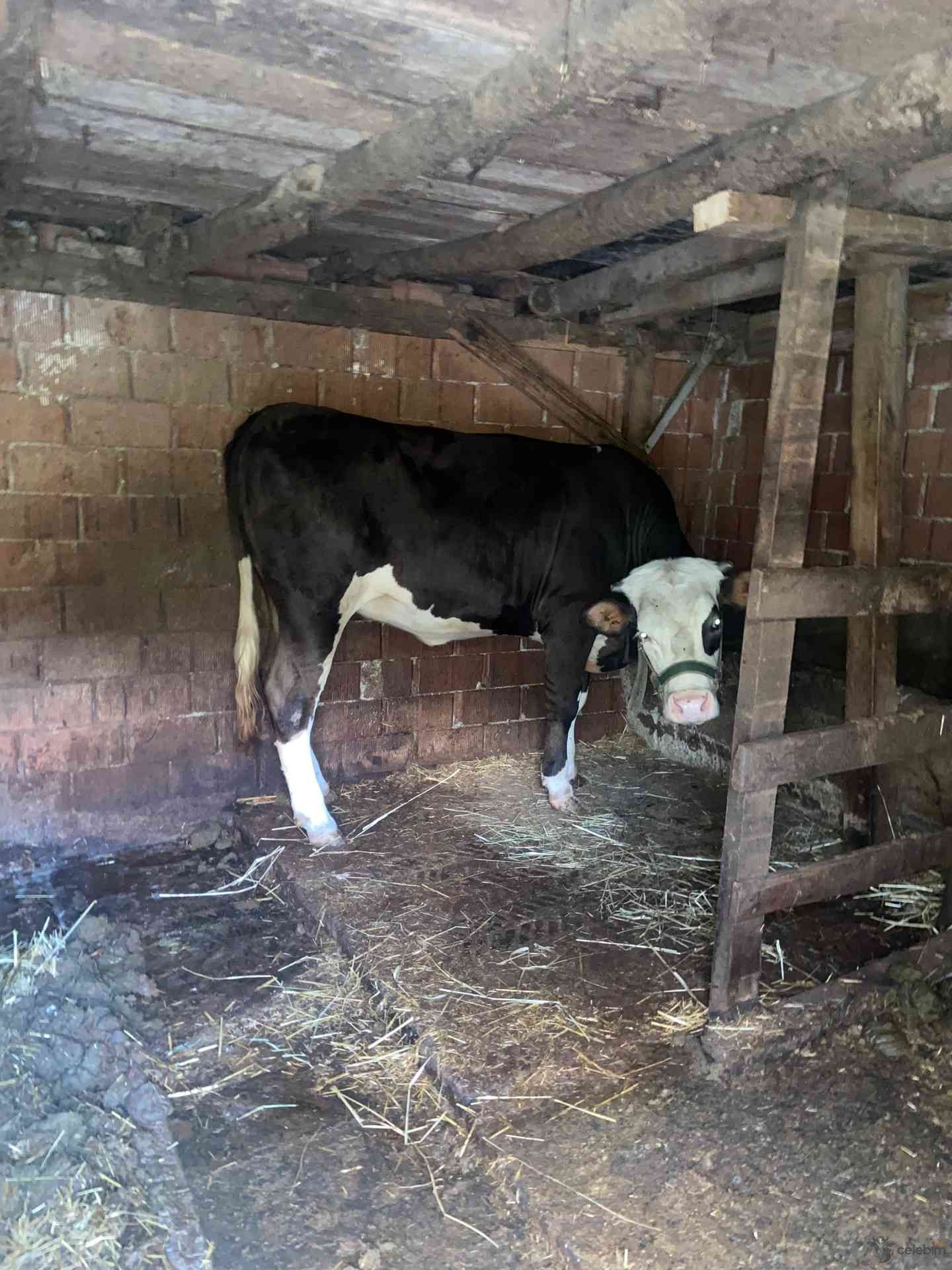 15 aylık simental düve -4 aylık jersey gebe - Görsel 1