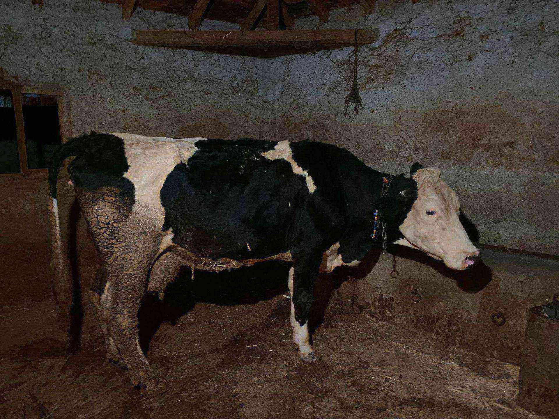 İNEK 2ADET 500KG KAÇIRMAYIN SİMENTER SUDAN UCUZ - Görsel 1