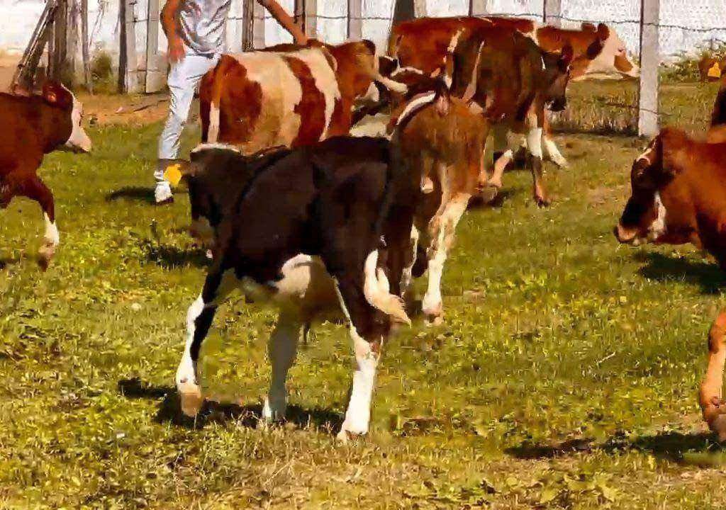 6.7 Aylık Simmental Moldofon Buzağ - Görsel 1